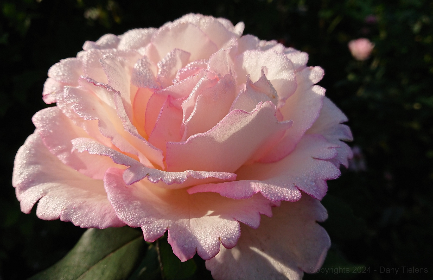 Rosa 'Souvenir de Baden- Baden' 2019 - 004.JPG